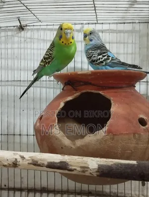Budgerigar Bird