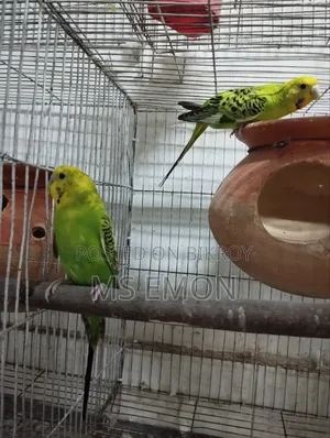Budgerigar Bird