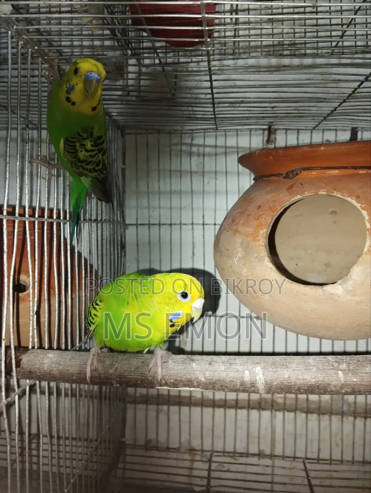 Budgerigar Bird