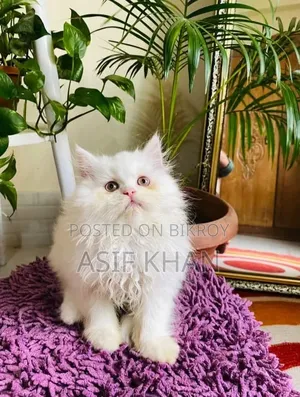 1-3 Months Male Purebred Persian