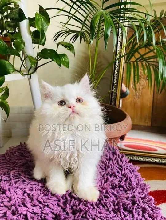 1-3 Months Male Purebred Persian
