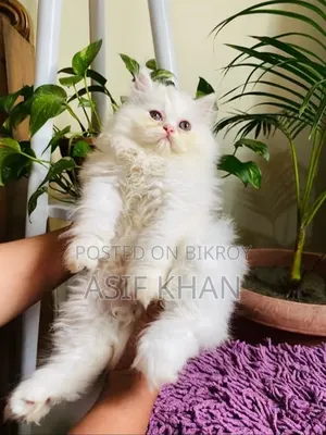 1-3 Months Male Purebred Persian