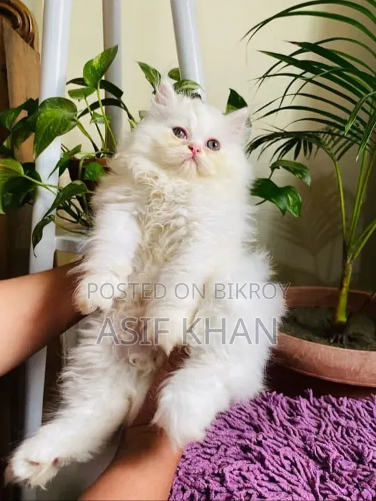 1-3 Months Male Purebred Persian