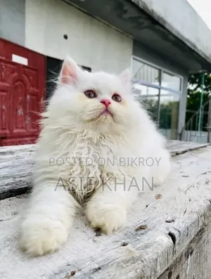 1-3 Months Male Purebred Persian
