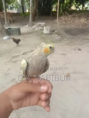 Tame Cockatiel Bird
