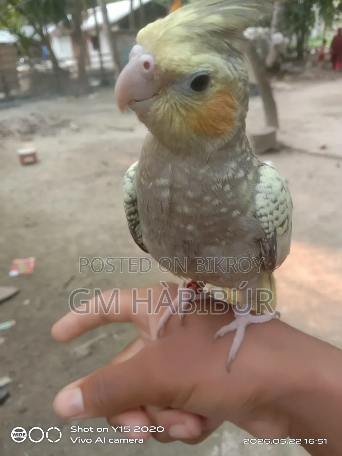 Tame Cockatiel Bird