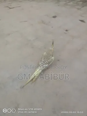 Tame Cockatiel Bird