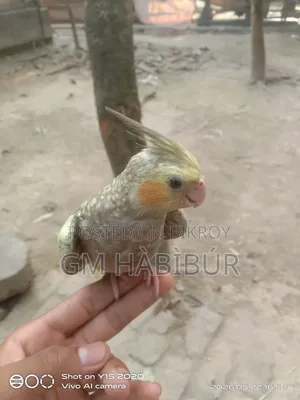 Tame Cockatiel Bird