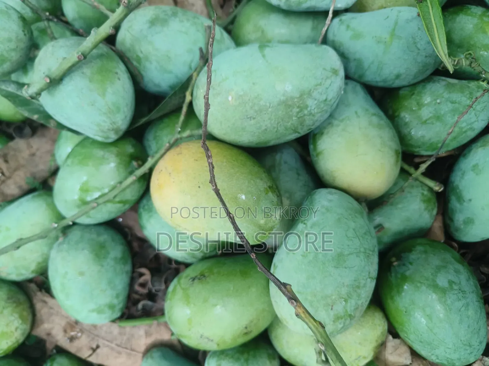 Amrapali Mangoes from Chapainawabganj