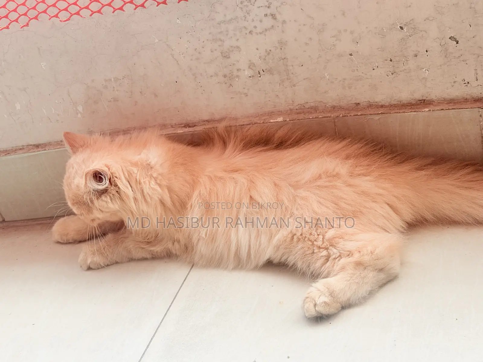 1-3 Months Male Purebred Persian