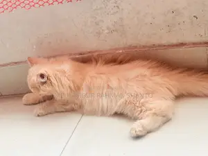 1-3 Months Male Purebred Persian