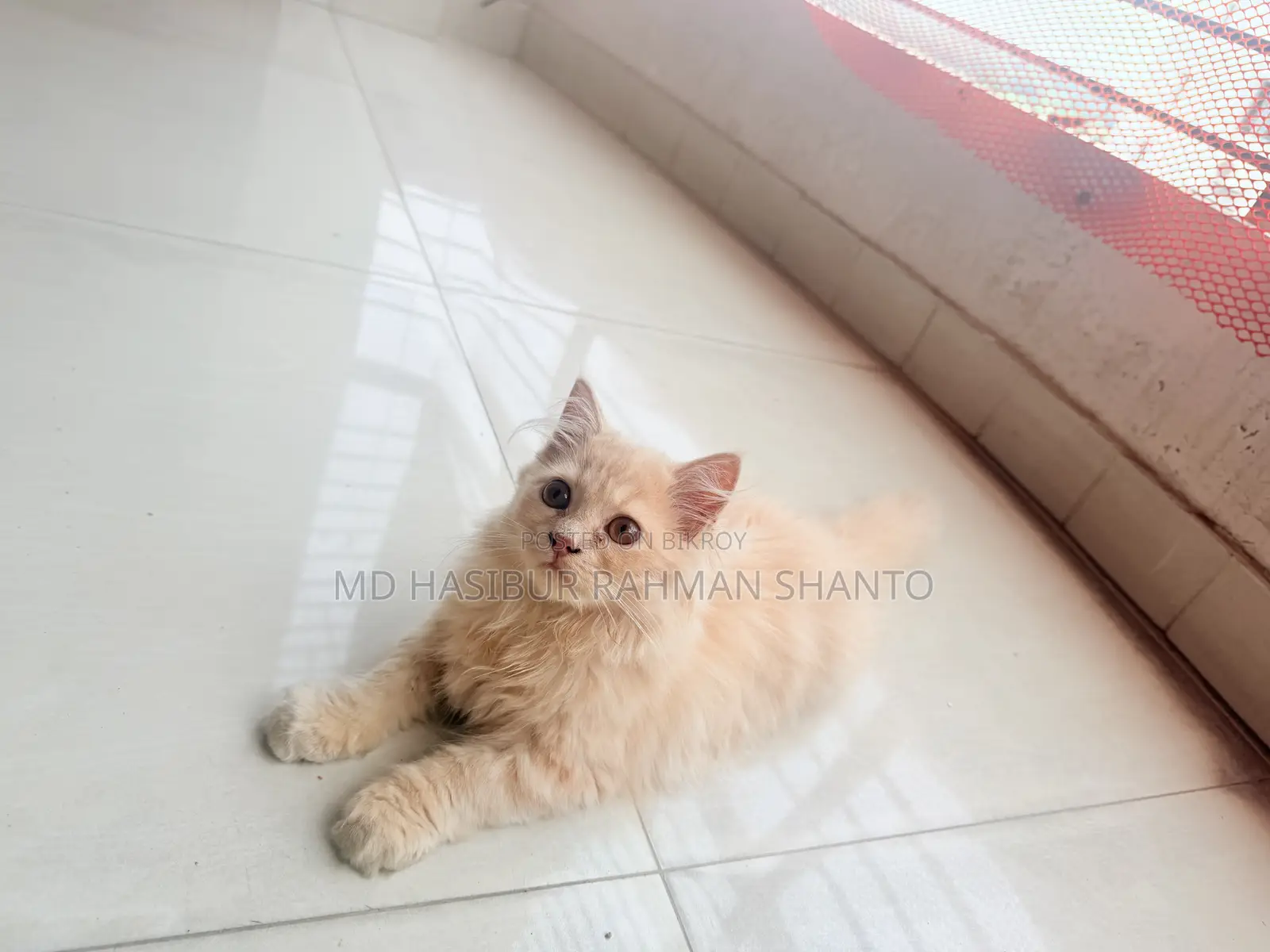 1-3 Months Male Purebred Persian