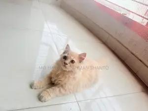 1-3 Months Male Purebred Persian