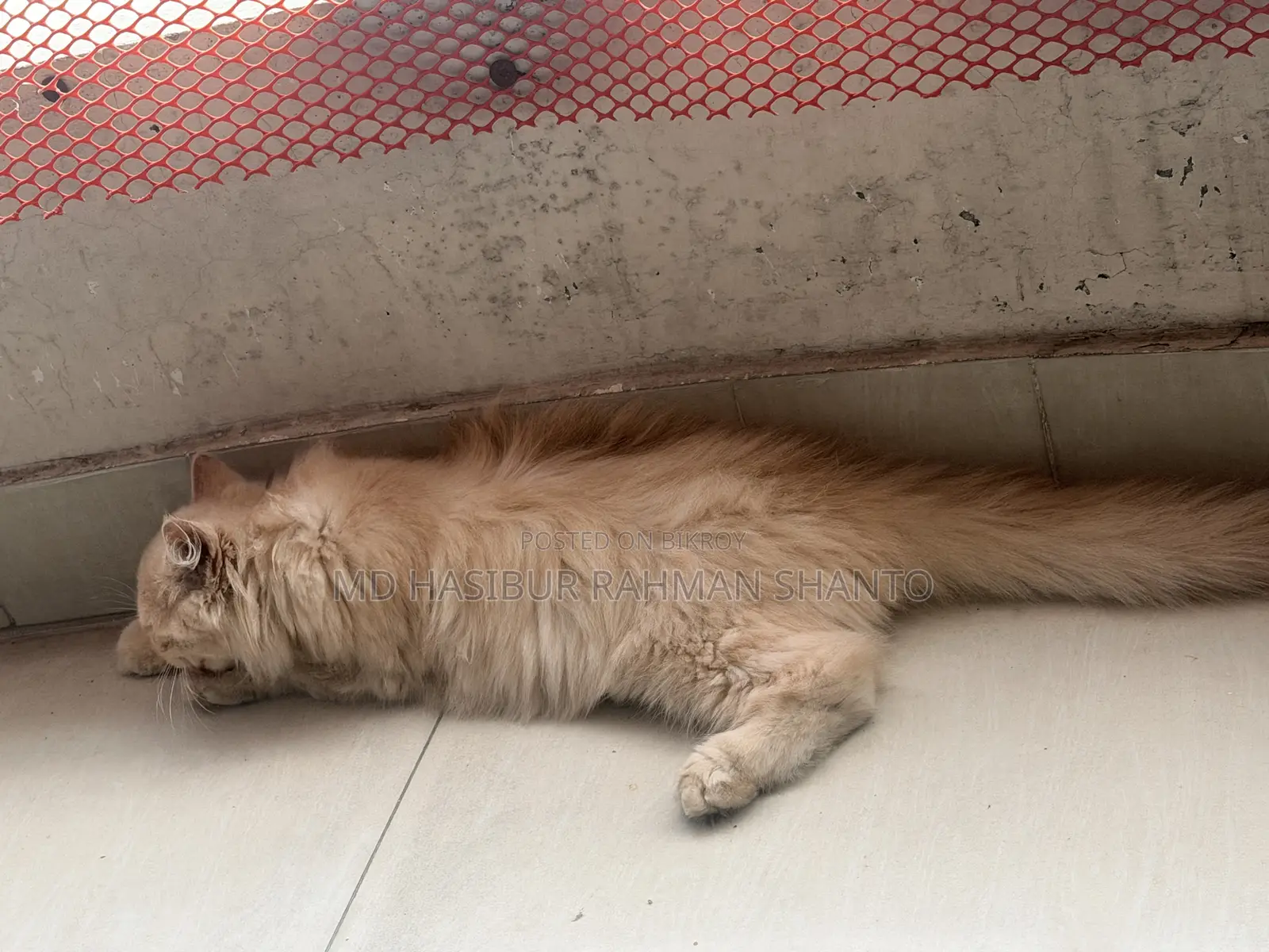 1-3 Months Male Purebred Persian