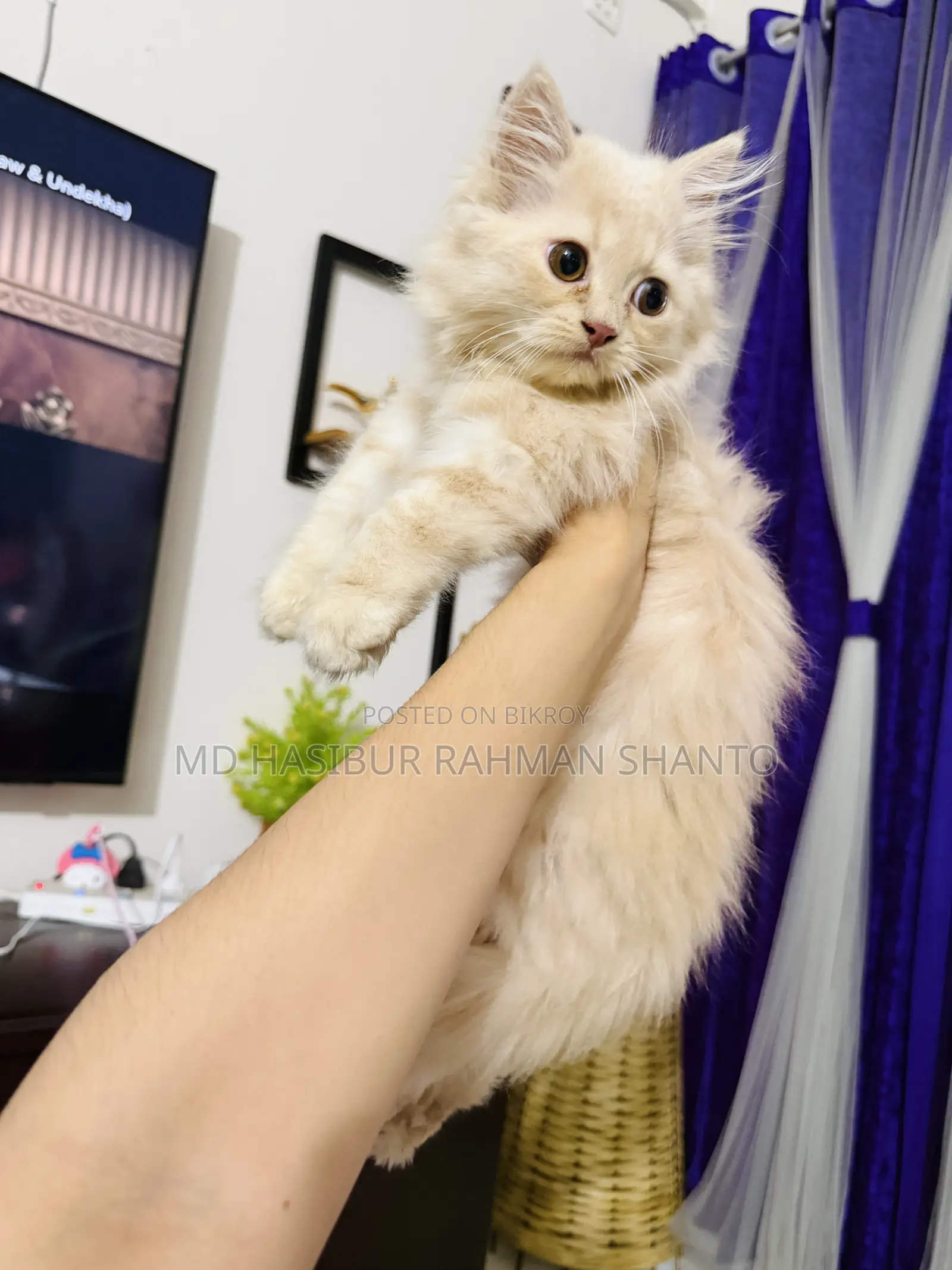 1-3 Months Male Purebred Persian