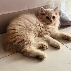 1-3 Months Male Purebred Persian