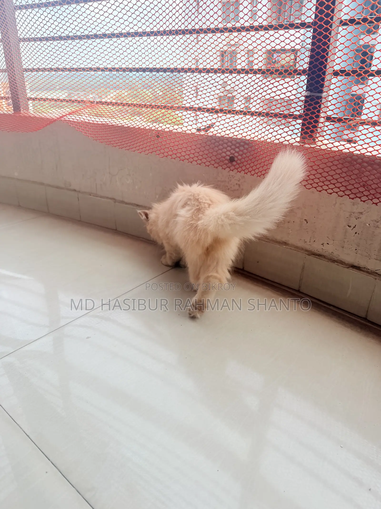 1-3 Months Male Purebred Persian