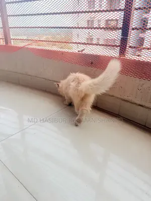 1-3 Months Male Purebred Persian