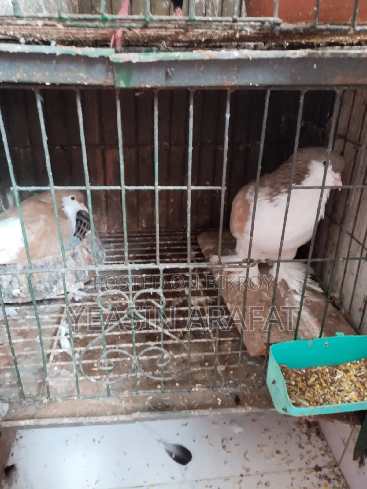 Shirazi Pigeon