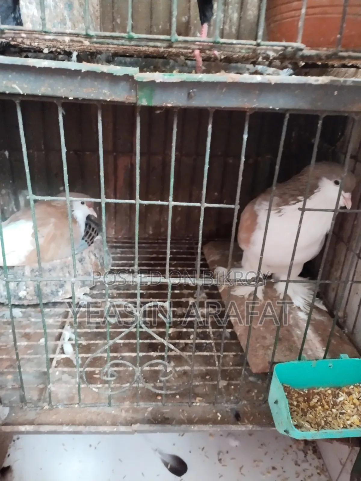 Shirazi Pigeon