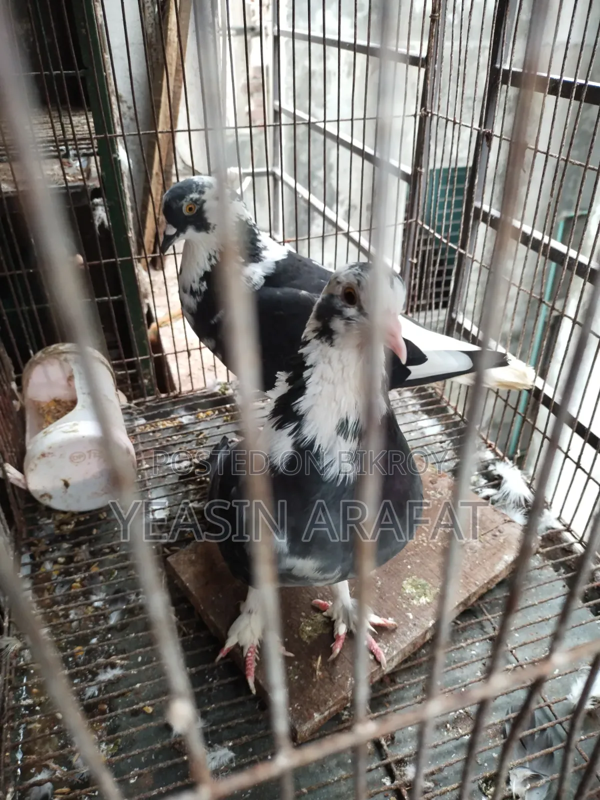 Shirazi Pigeon