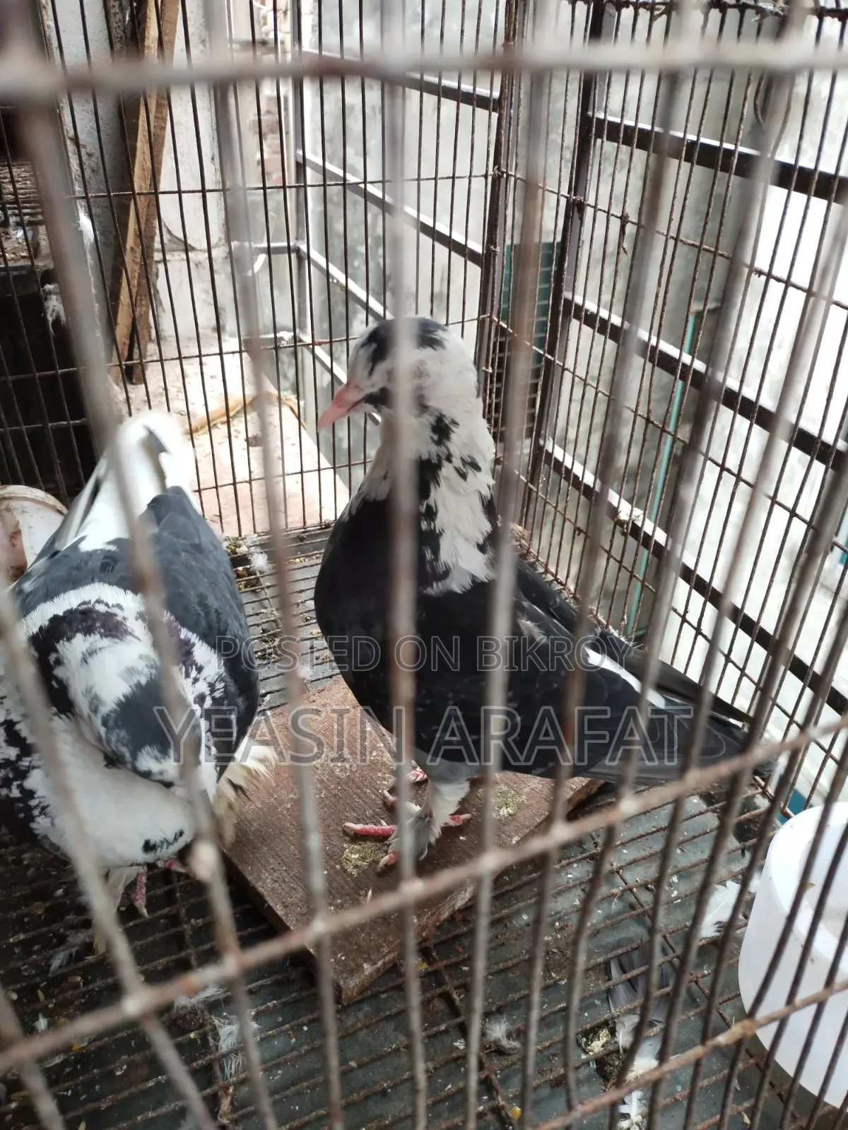 Shirazi Pigeon