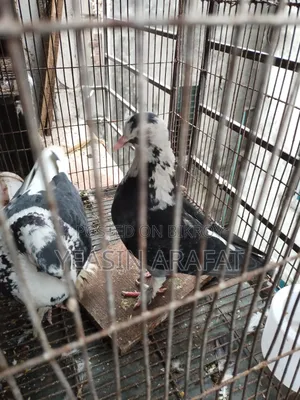 Shirazi Pigeon