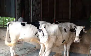 2 High-Yield Breed Cows No. 1286.