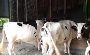 ১২৮৬ নং উন্নত জাতের ২টি গাভী গরু ।