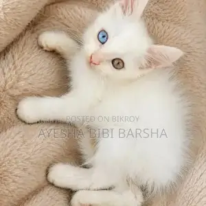 1-3 Months Female Mixed Breed Persian