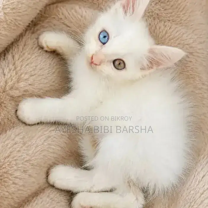 1-3 Months Female Mixed Breed Persian
