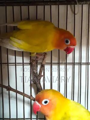 Lutino Fischer's Lovebirds Pair Adult