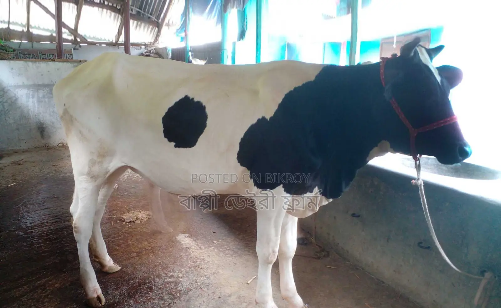 High-quality heifer for rearing, ID 1287.