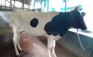 High-quality heifer for rearing, ID 1287.