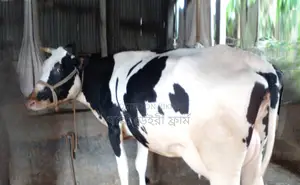 No. 1288 Friesian Breed Cow
