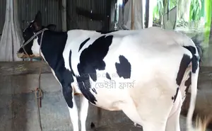 No. 1288 Friesian Breed Cow