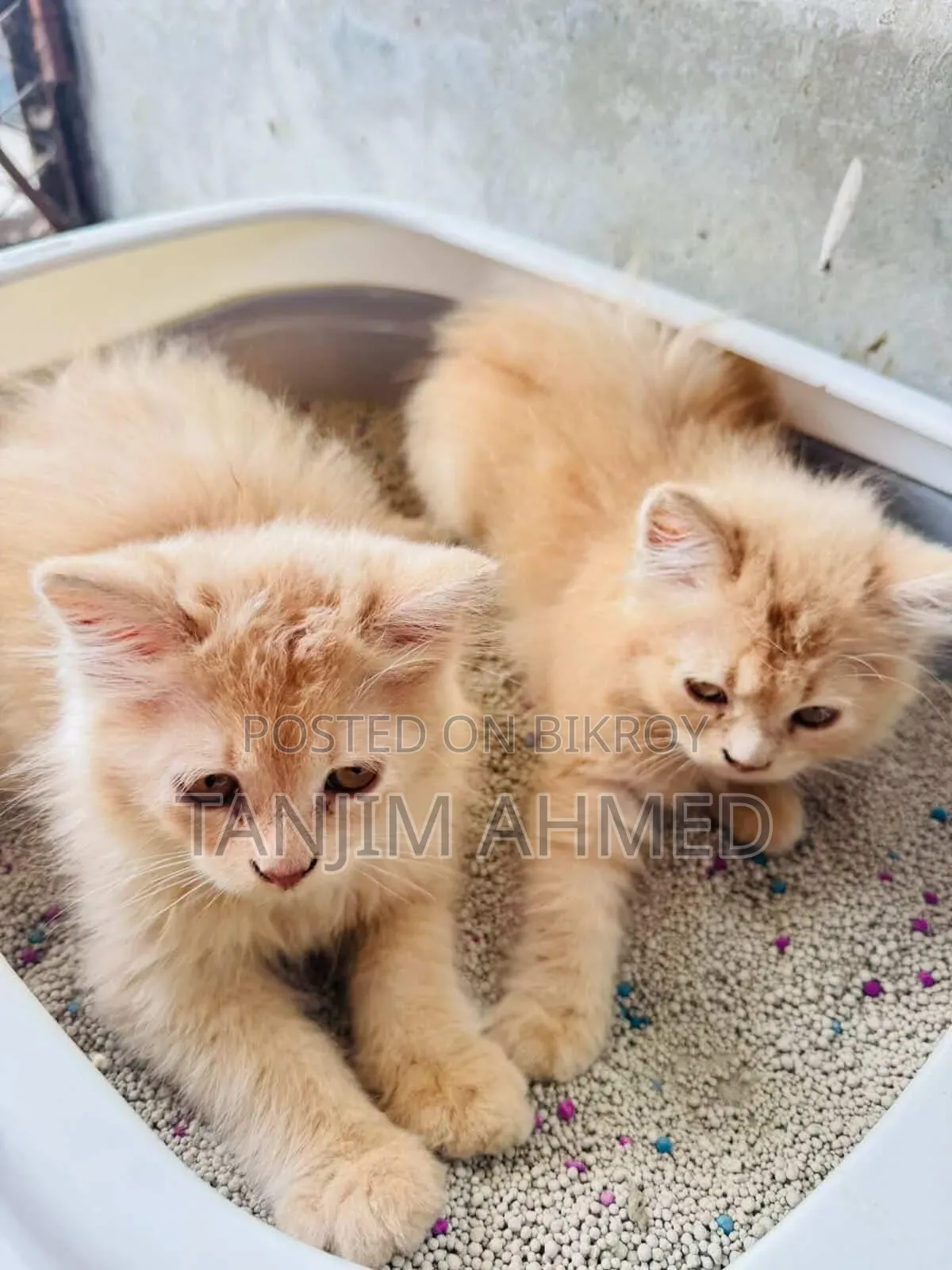 1-3 Months Male Purebred Persian