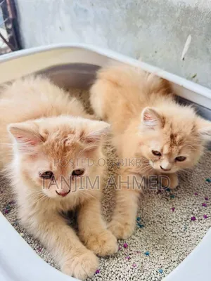 1-3 Months Male Purebred Persian