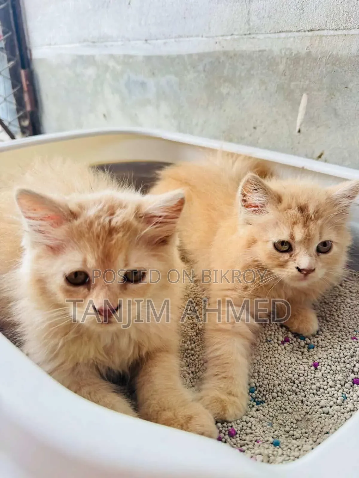 1-3 Months Male Purebred Persian