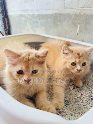 1-3 Months Male Purebred Persian