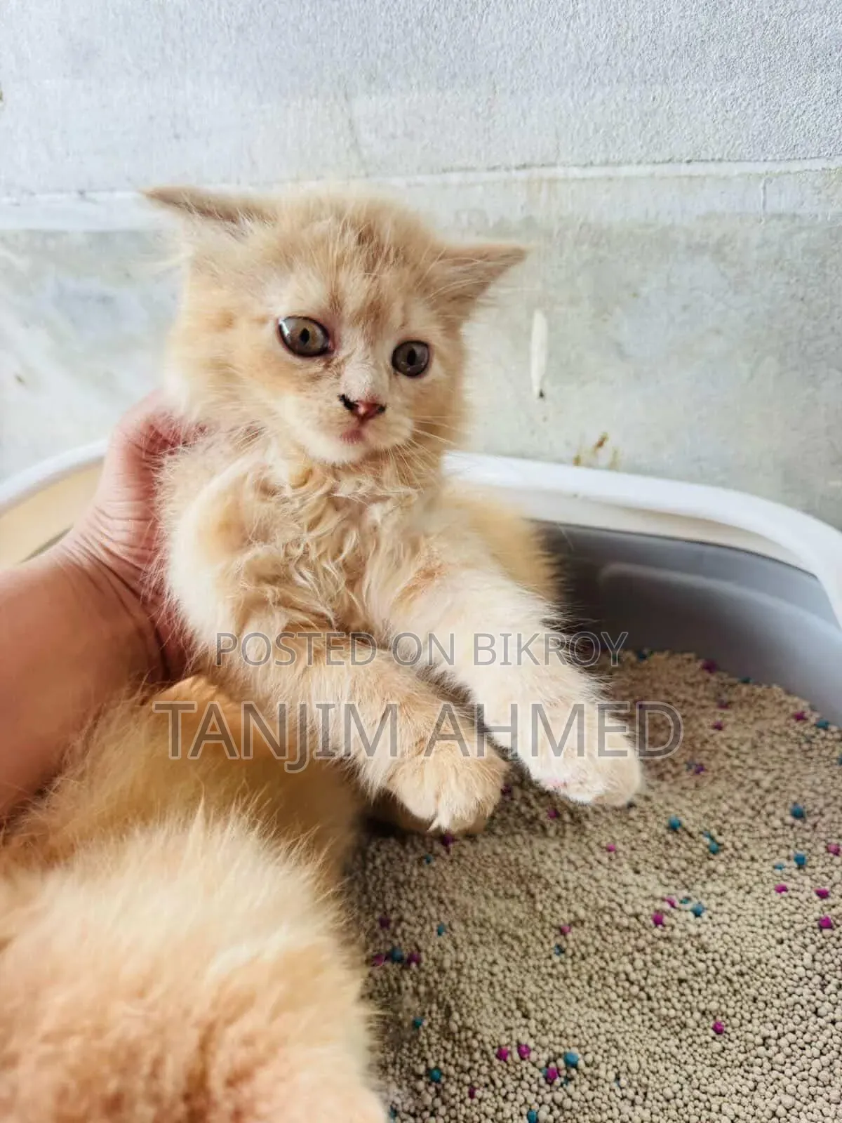 1-3 Months Male Purebred Persian