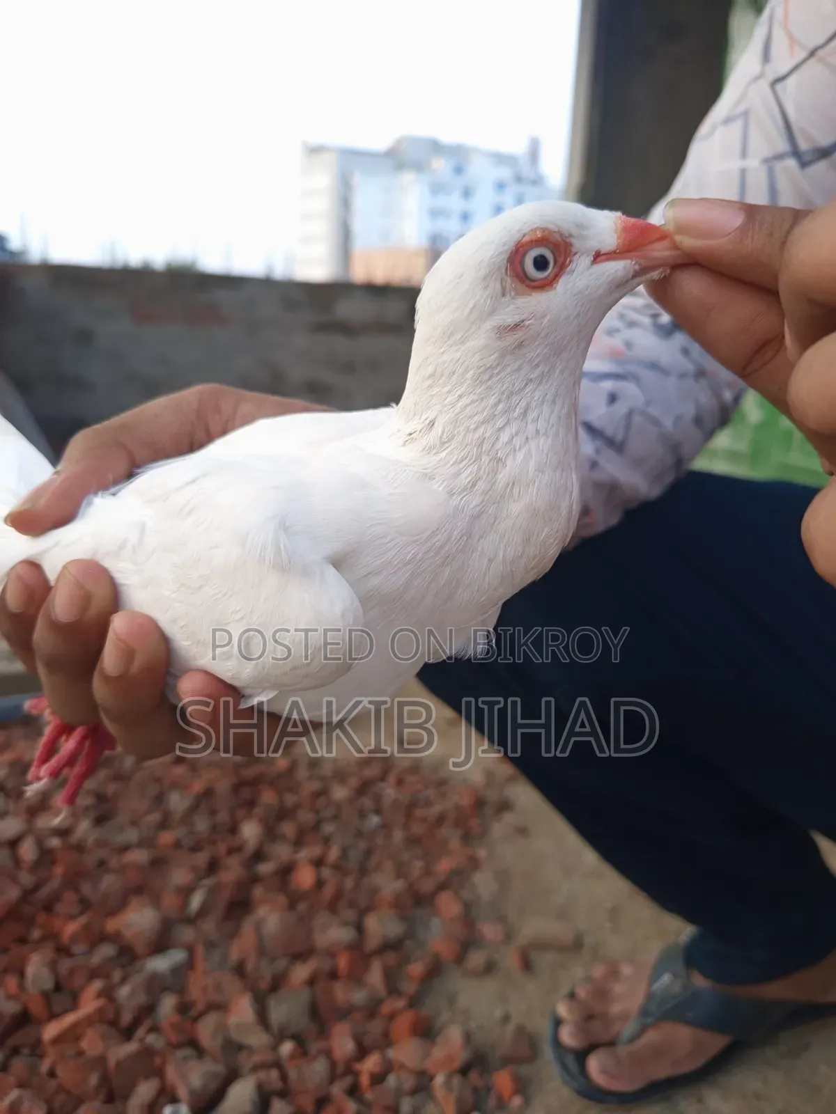 High Flyer White Danish Female