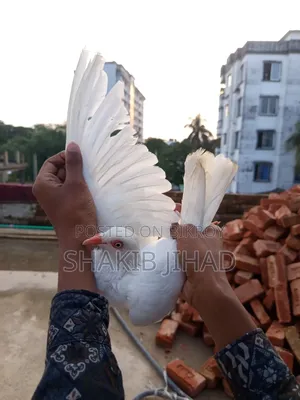 High Flyer White Danish Female