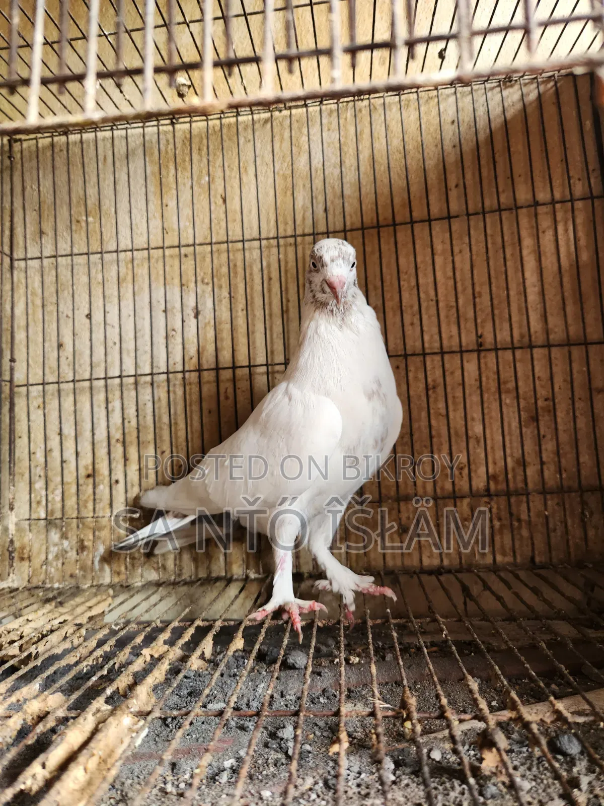 Sat Female Pigeon