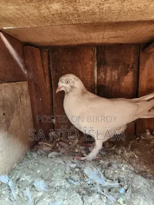 Sat Female Pigeon