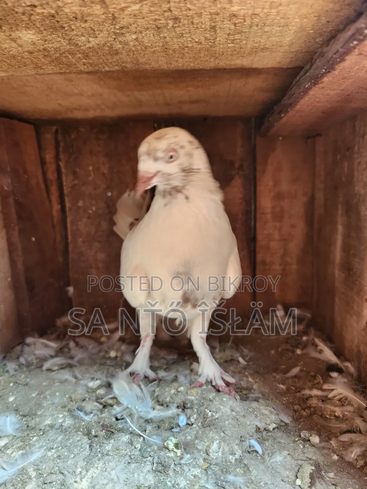 Sat Female Pigeon