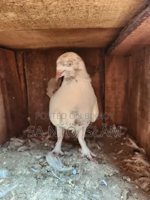 Sat Female Pigeon