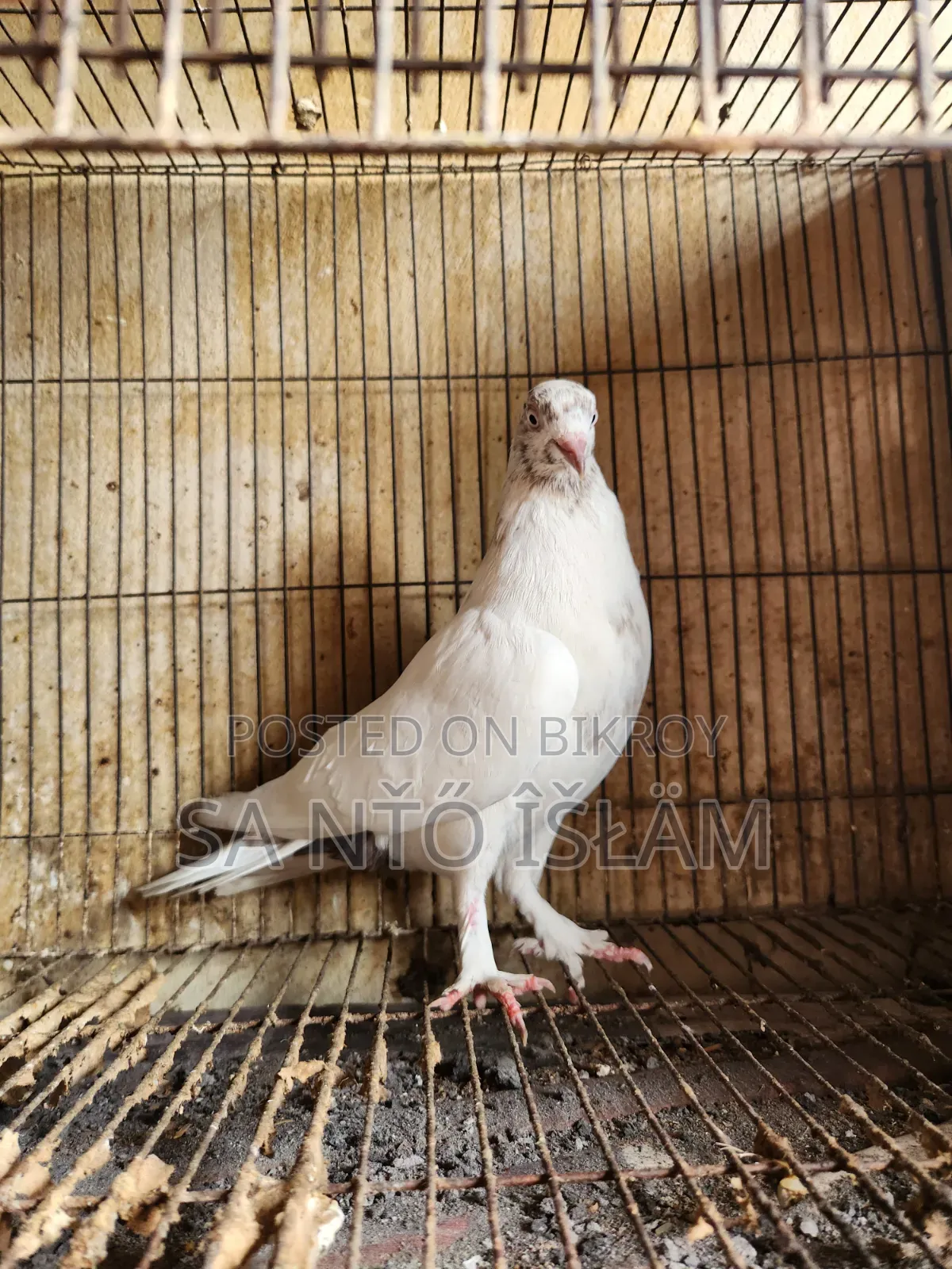 Sat Female Pigeon