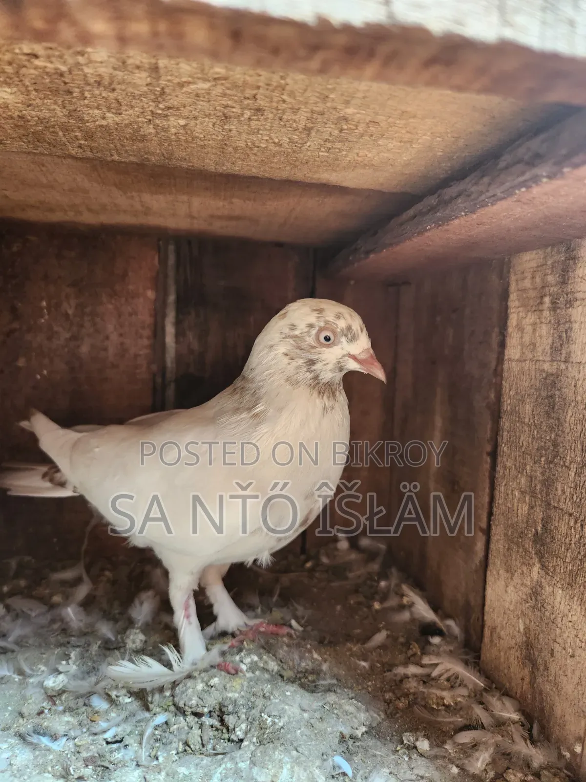 Sat Female Pigeon