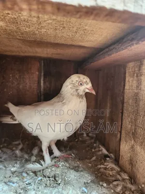 Sat Female Pigeon